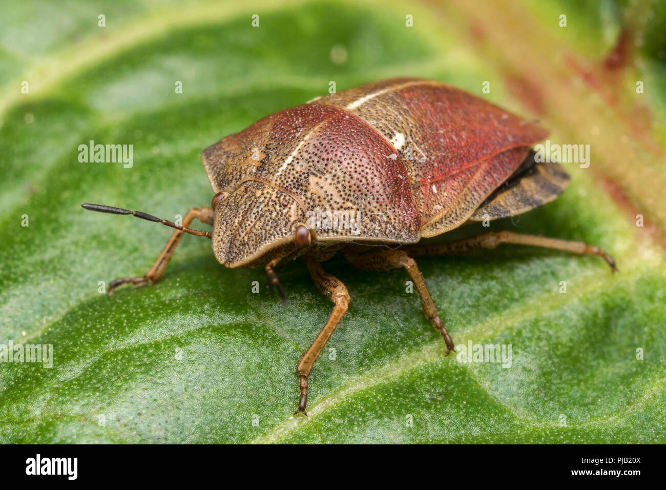 Tartaruga (Shieldbug Eurygaster "testudinaria) in appoggio sul dock di foglia. Tipperary, Irlanda Foto Stock