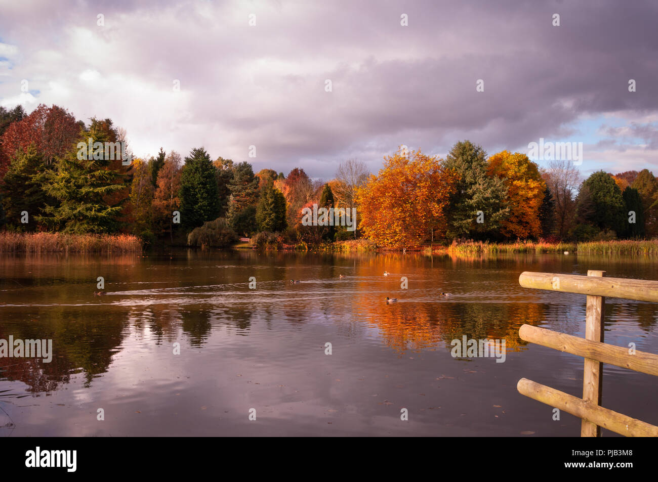 Alberi nel loro Autunno colori riflessi ancora in un lago. Foto Stock