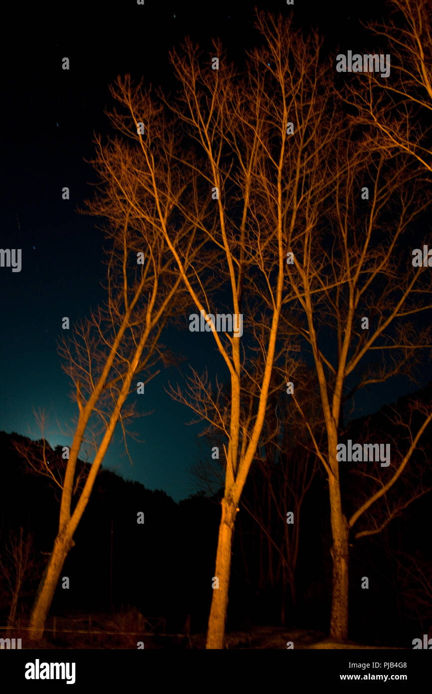 Arte Drammatica fotografia sfocata cercando fino ad alberi sfrondato, luce da un incendio nelle vicinanze, contro un cielo notturno con stelle e montagna in background Foto Stock