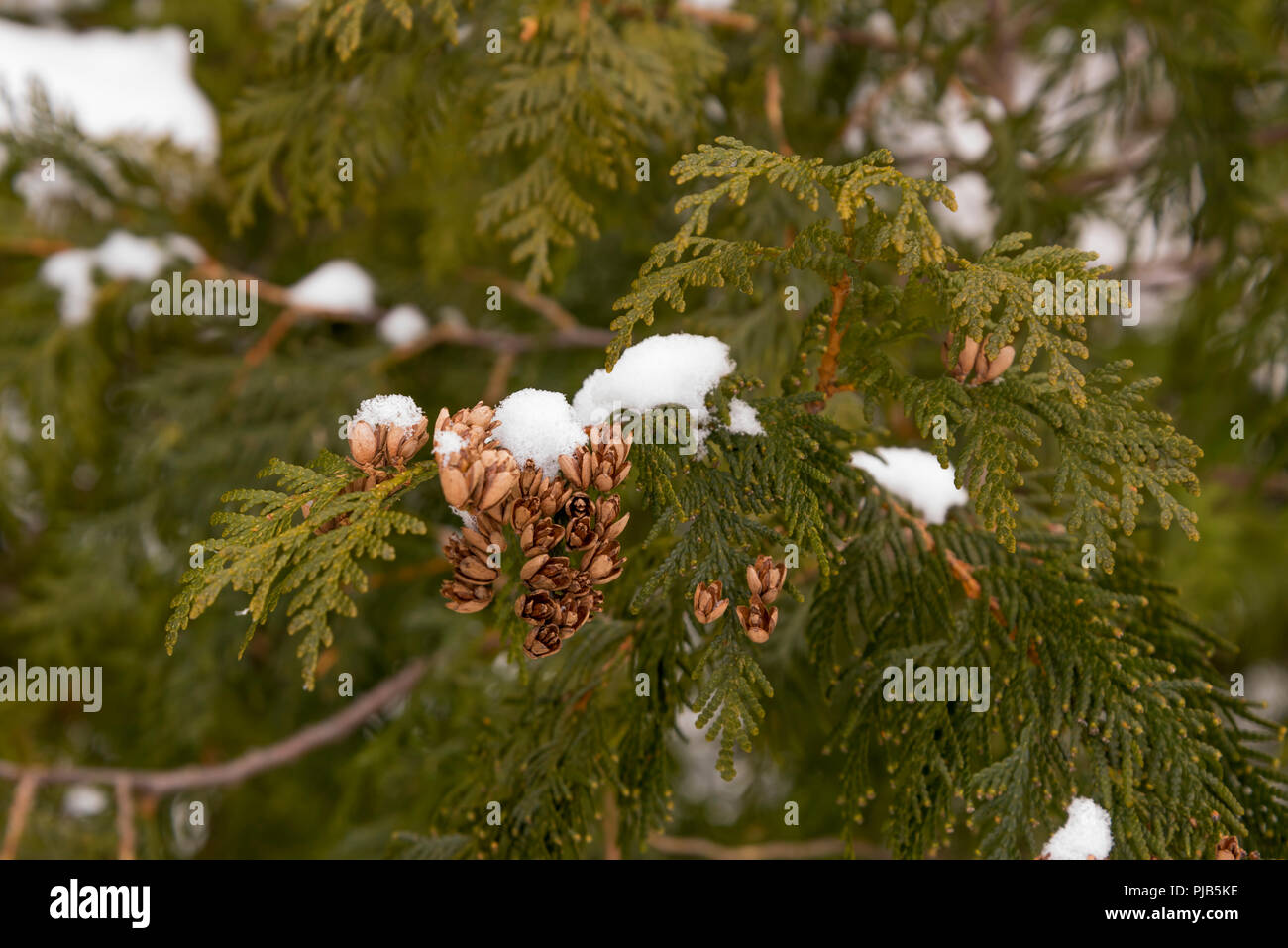 Coperte di neve bianca orientale cedro (Thuja occidentalis) ramo con i coni. Foto Stock