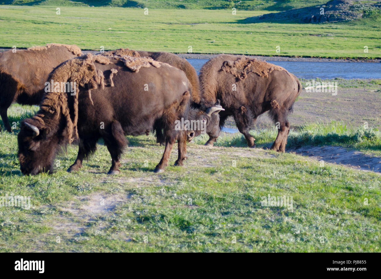 Bison, il Parco Nazionale di Yellowstone, Wyoming Foto Stock