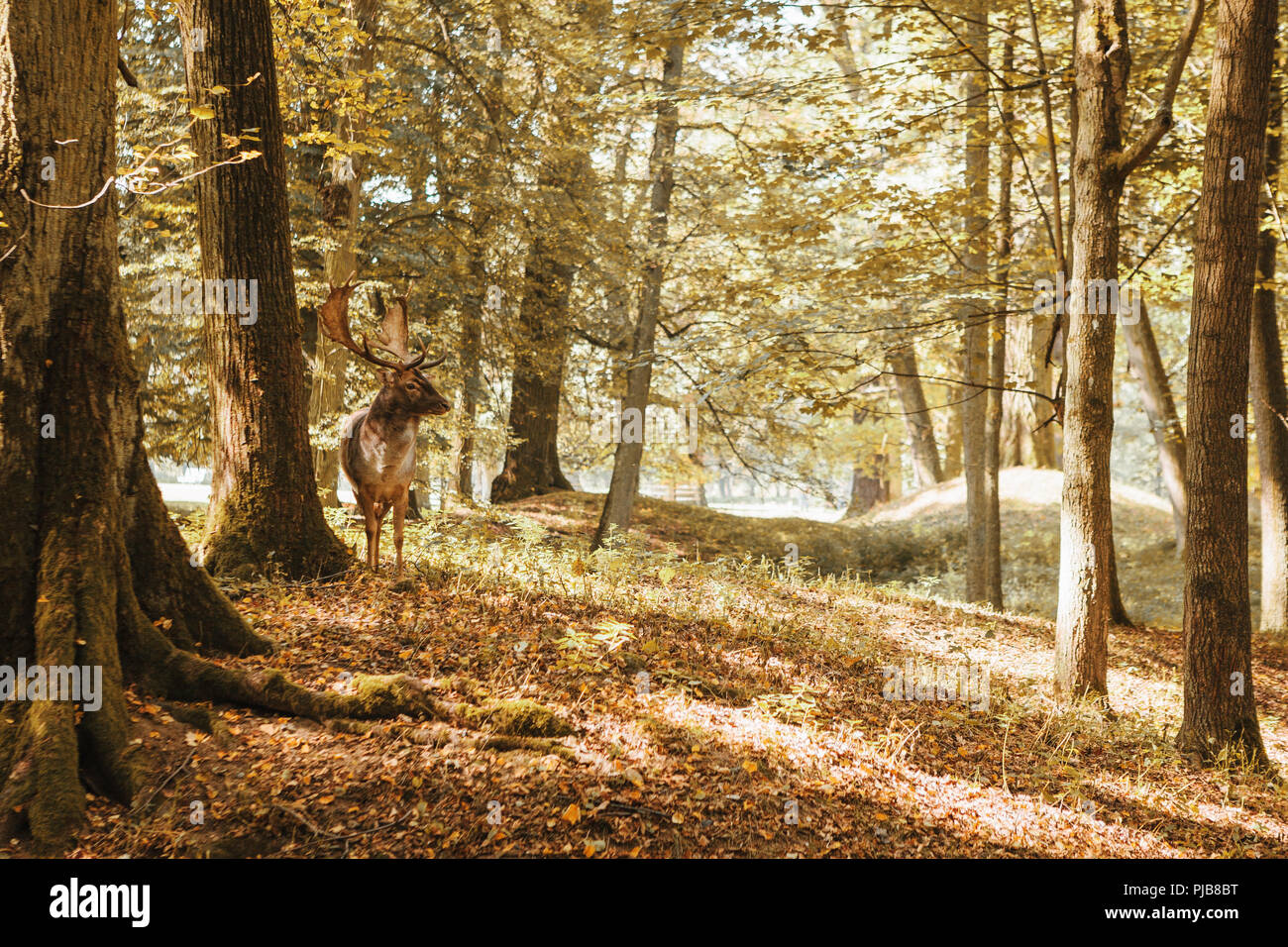 Un giovane cervo nella foresta di autunno durante il periodo di accoppiamento. Foto Stock