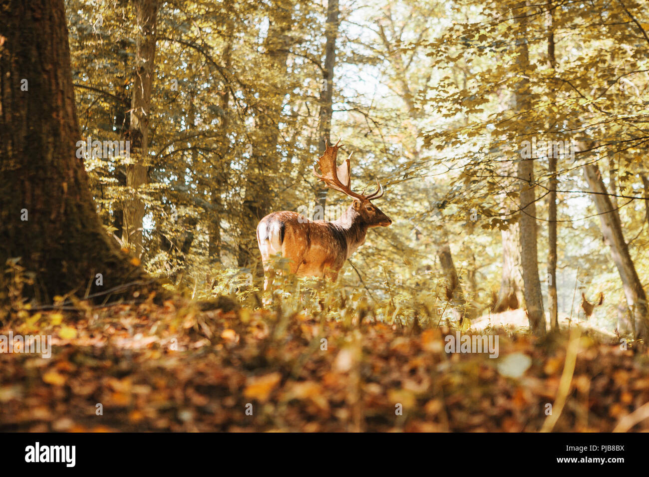 Un giovane cervo nella foresta di autunno durante il periodo di accoppiamento. Foto Stock