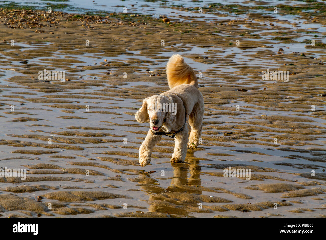 Cocker Spaniel sulla spiaggia Foto Stock