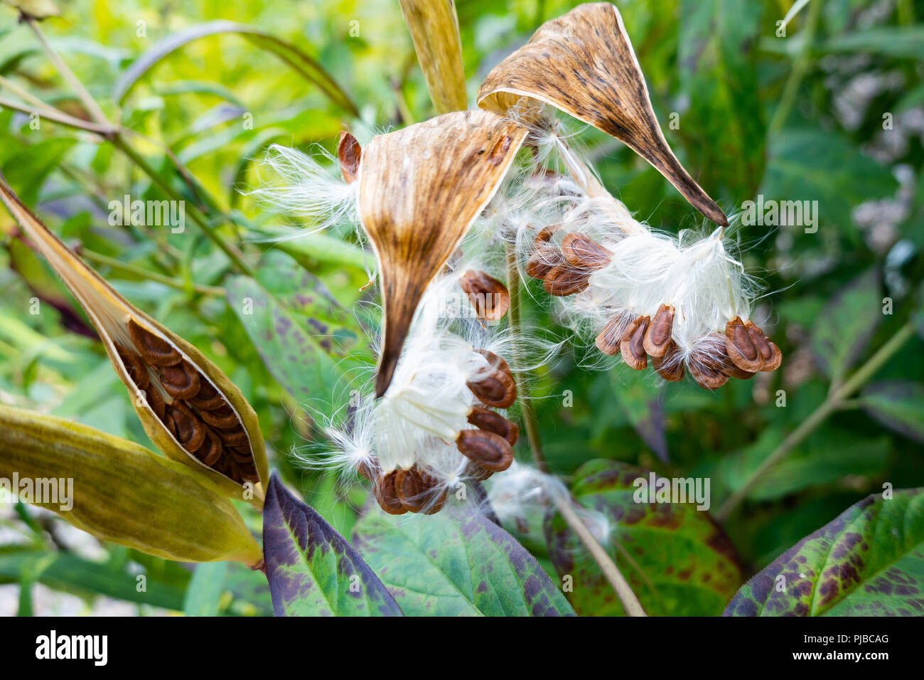 Apertura di cialde di seme su una palude milkweed plant, Asclepias incarnata, in un giardino in speculatore, NY USA con la dispersione di semi per formare nuove piante. Foto Stock