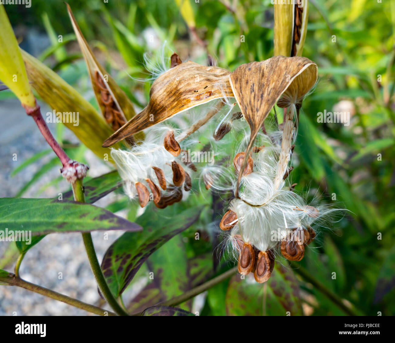 Apertura di cialde di seme su una palude milkweed plant, Asclepias incarnata, in un giardino in speculatore, NY USA con la dispersione di semi per formare nuove piante. Foto Stock
