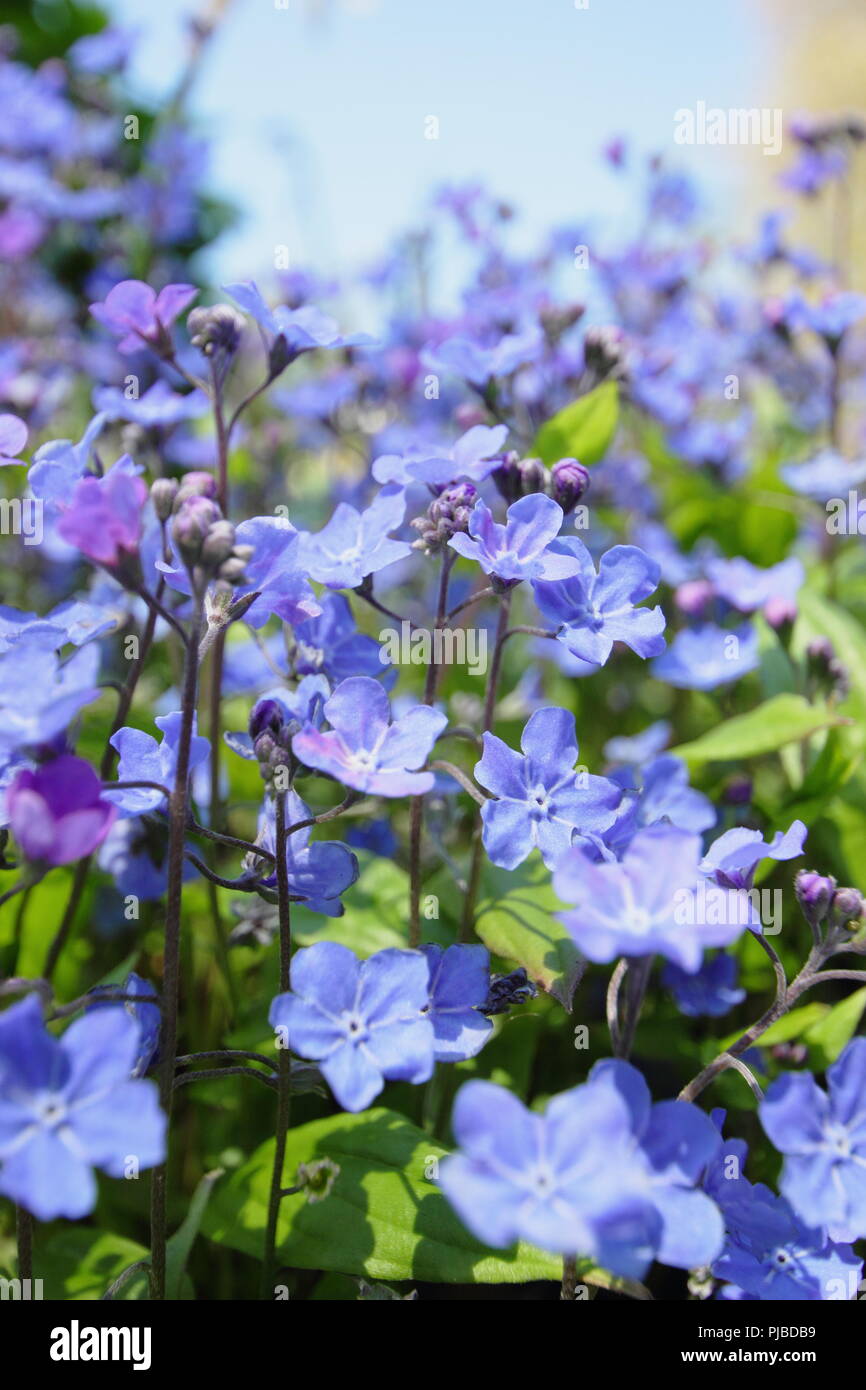 Omphalodes cappadocica 'Cherry Ingram' ombelico di Venere in fiore in maggio, Regno Unito Foto Stock