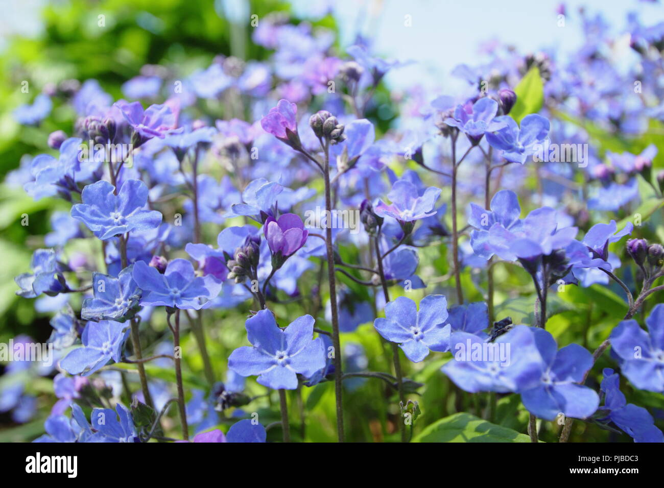 Omphalodes cappadocica 'Cherry Ingram' ombelico di Venere in fiore in maggio, Regno Unito Foto Stock