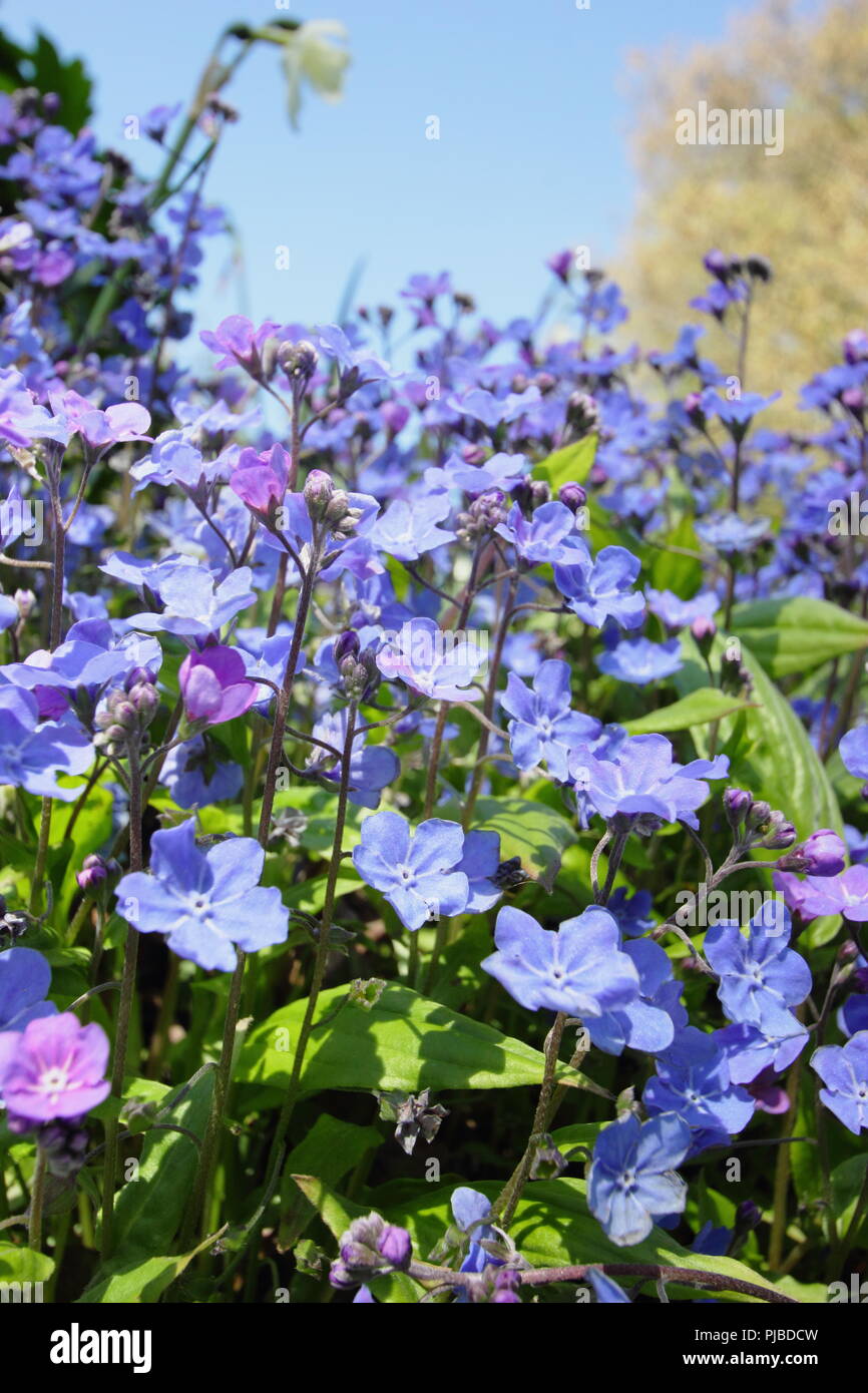 Omphalodes cappadocica 'Cherry Ingram' ombelico di Venere in fiore in maggio, Regno Unito Foto Stock