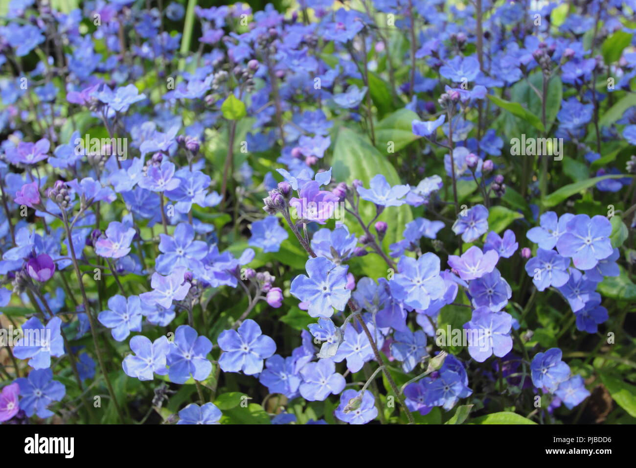 Omphalodes cappadocica 'Cherry Ingram' ombelico di Venere in fiore in maggio, Regno Unito Foto Stock