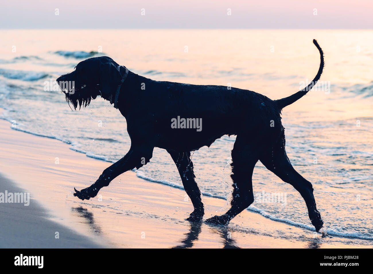 Stagliano foto di un grande cane nero (schnauzer) che corre lungo una spiaggia Foto Stock