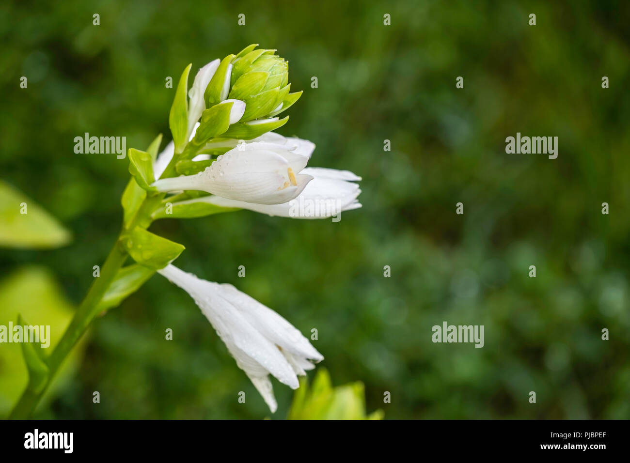 Hosta sieboldiana, fiori e boccioli. Un hosta cultivar crescente di Wichita, Kansas, Stati Uniti d'America. Foto Stock