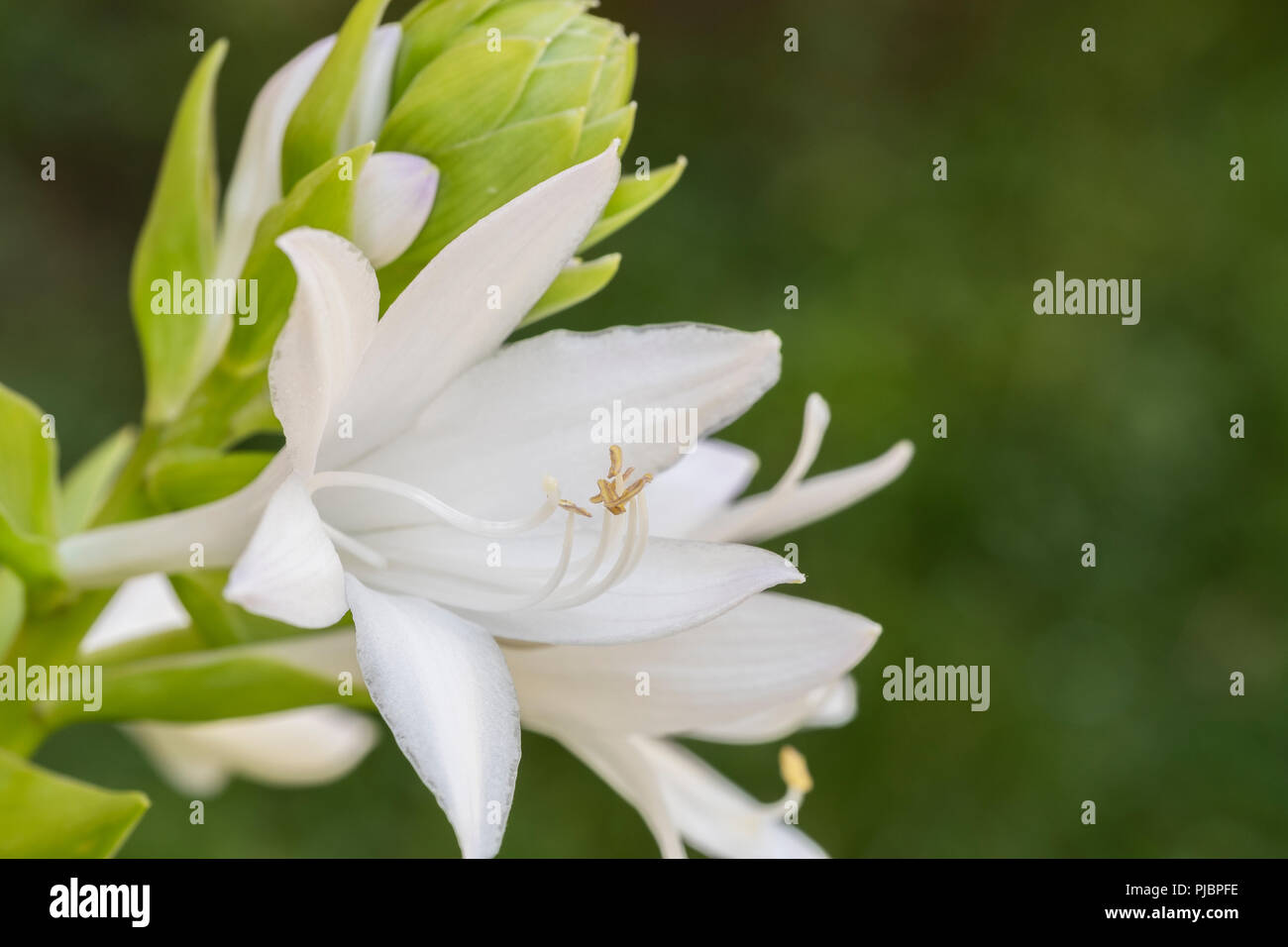 Hosta sieboldiana fiori e boccioli con stami, una cultivar hosta crescente di Wichita, Kansas, Stati Uniti d'America. Foto Stock