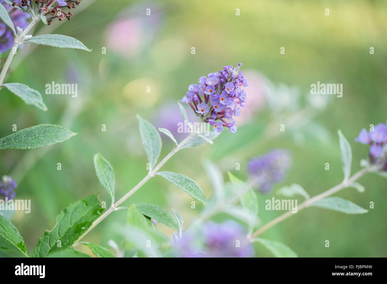 Giovani viola di blumi di una farfalla bush, Buddleja davidii, in Oklahoma, Stati Uniti d'America. Foto Stock