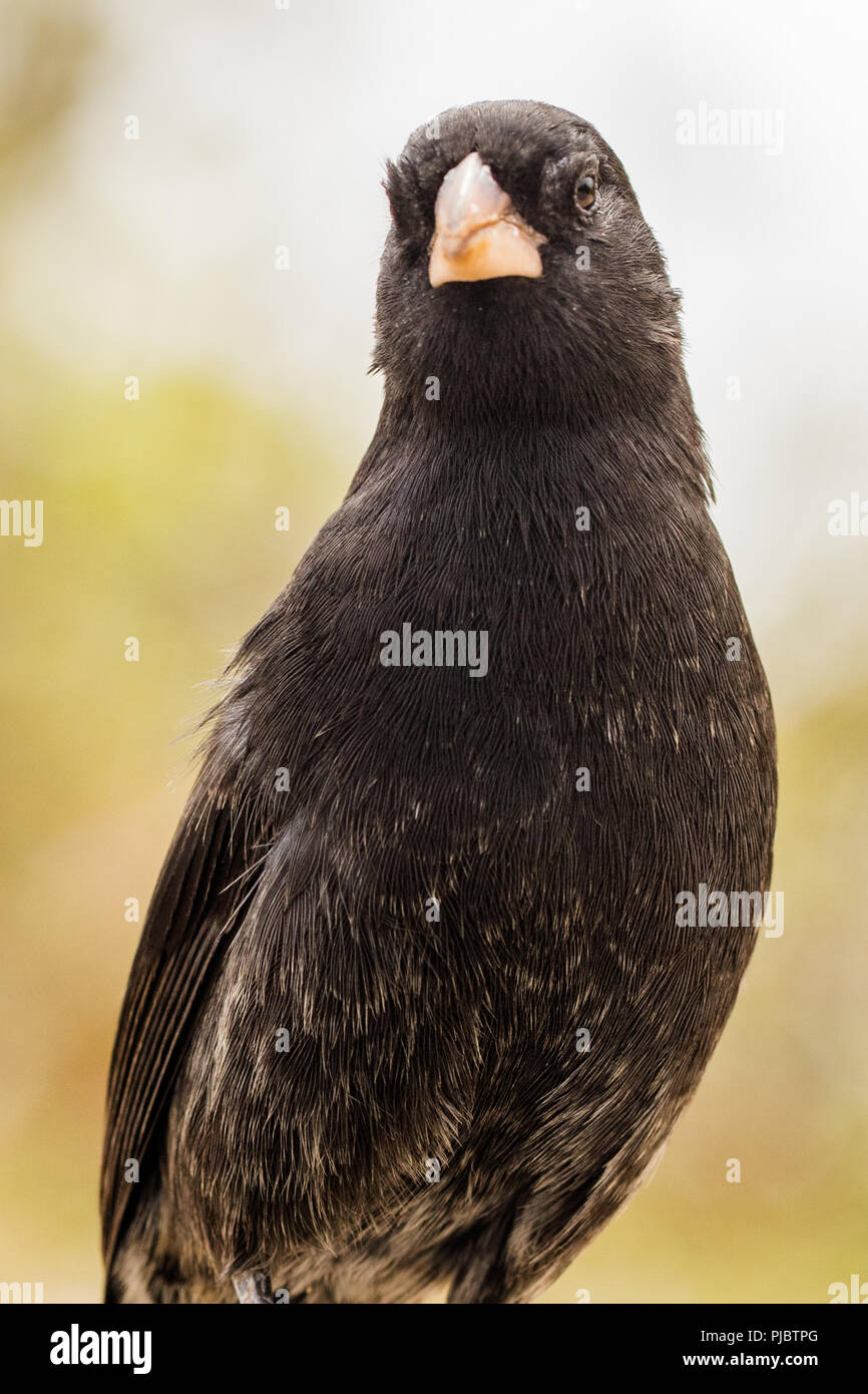 Le Galapagos Finch (chiamato anche Darwin Finches). San Cristobal, Galapagos, Ecuador Foto Stock