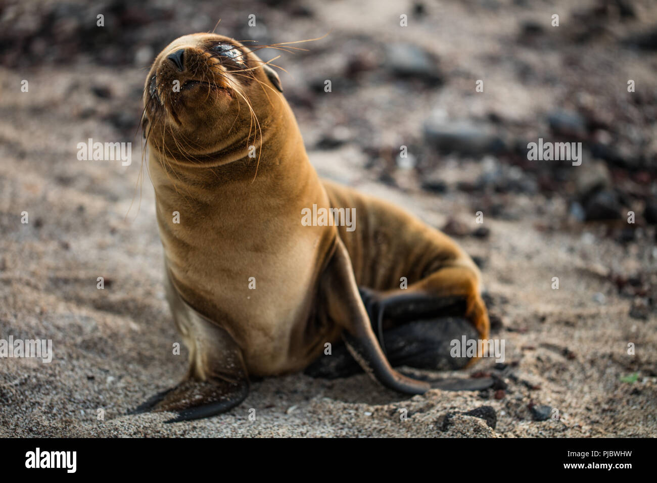 Baby strappo le Galapagos Sea Lion Pup in attesa del ritorno della madre. Puerto Baquerizo Moreno, San Cristobal, Galapagos Isola, Ecuador. Foto Stock