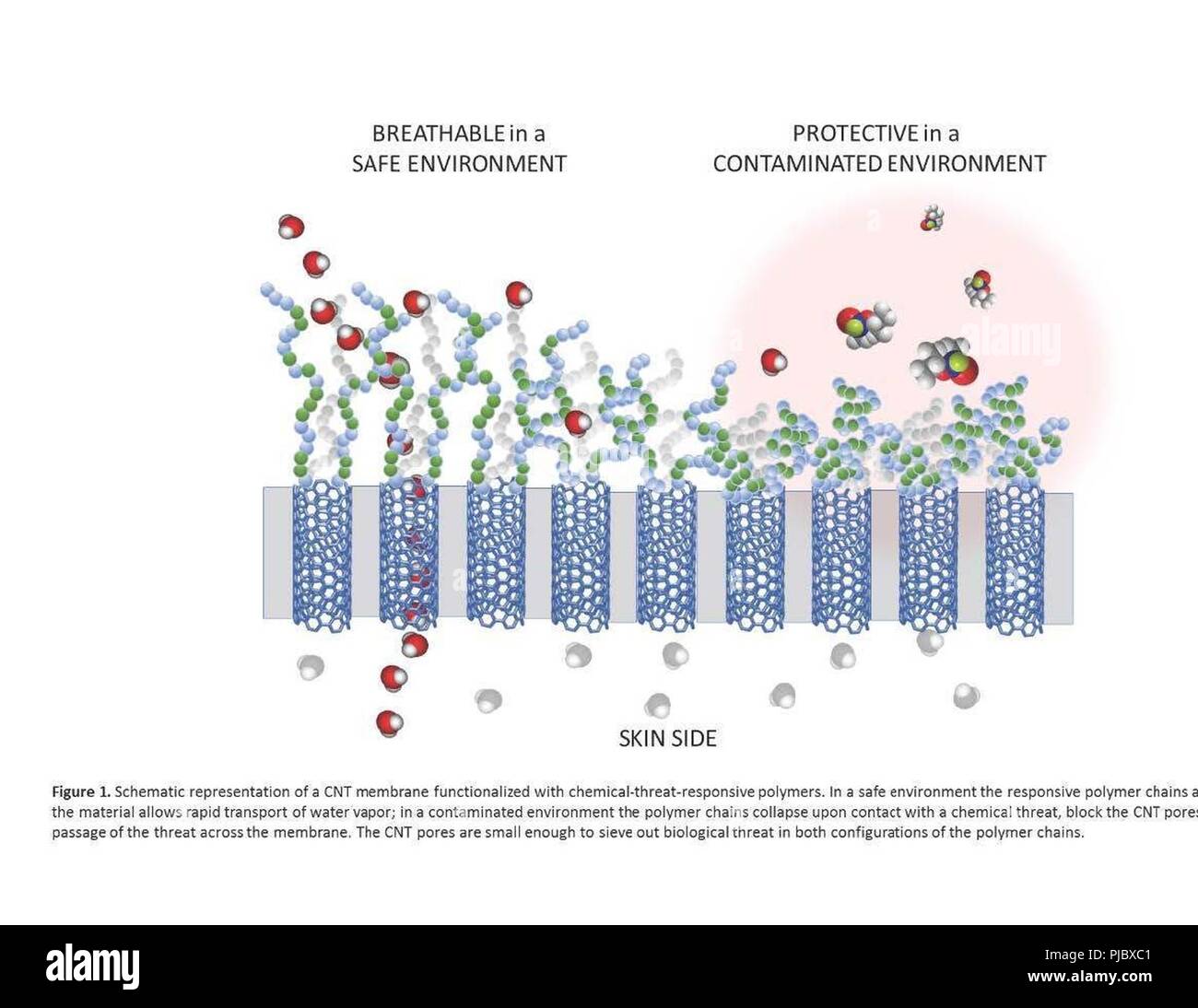 Rappresentazione schematica di una membrana di CNT funzionalizzati con caratteristiche chimico-minaccia-polimeri reattivi. In un ambiente sicuro la reattività delle catene polimeriche sono estesi e il materiale consente un rapido trasporto di vapore acqueo; in un ambiente contaminato le catene polimeriche crollo in seguito a contatto con una minaccia chimica, blocco CNT i pori e per impedire il passaggio della minaccia attraverso la membrana. Il CNT pori sono sufficientemente piccole per setacciare le minacce biologiche in entrambe le configurazioni delle catene di polimero. Foto Stock