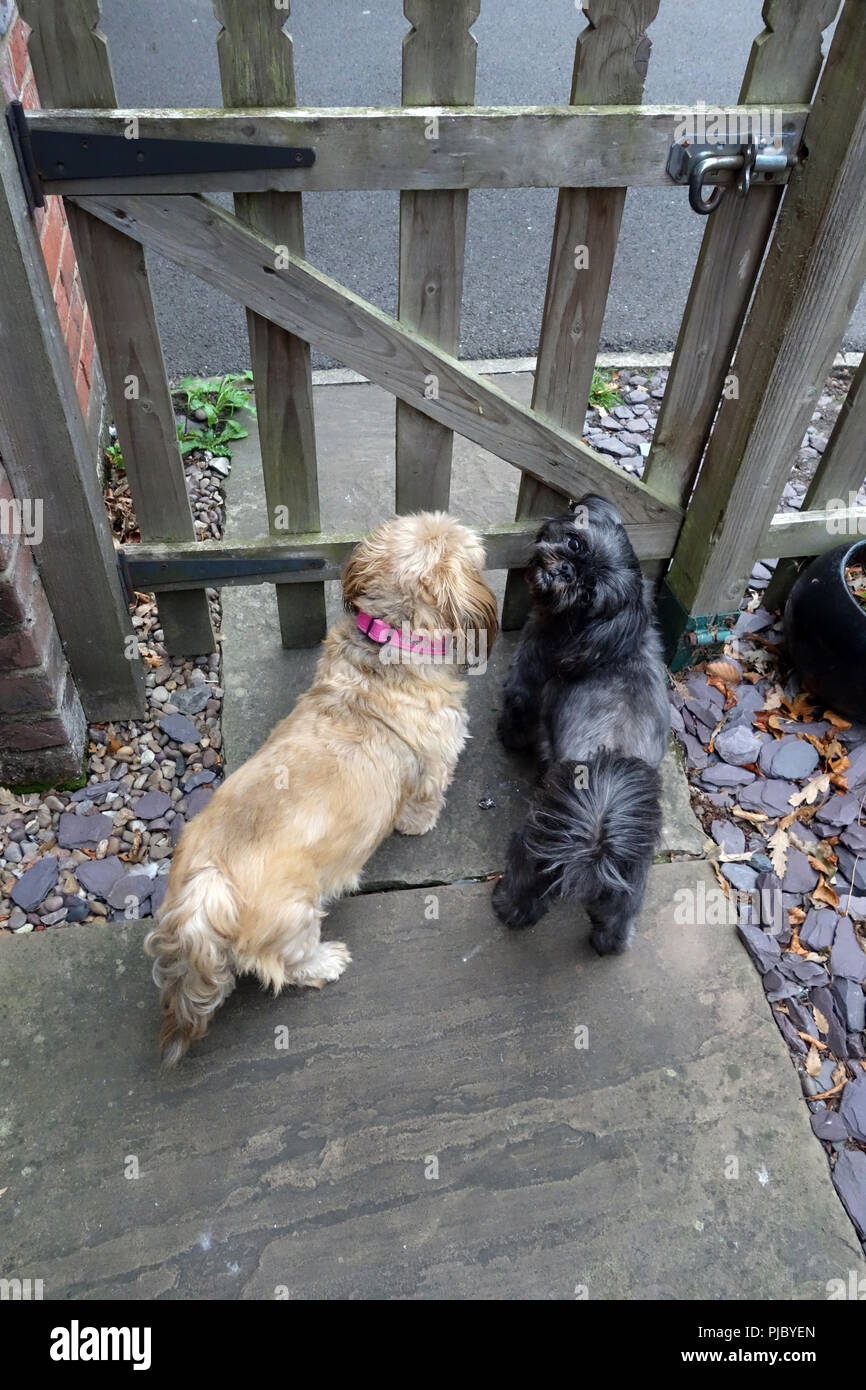 2 cani di piccola taglia in attesa presso il garden gate in Bawtry, vicino a Doncaster Foto Stock