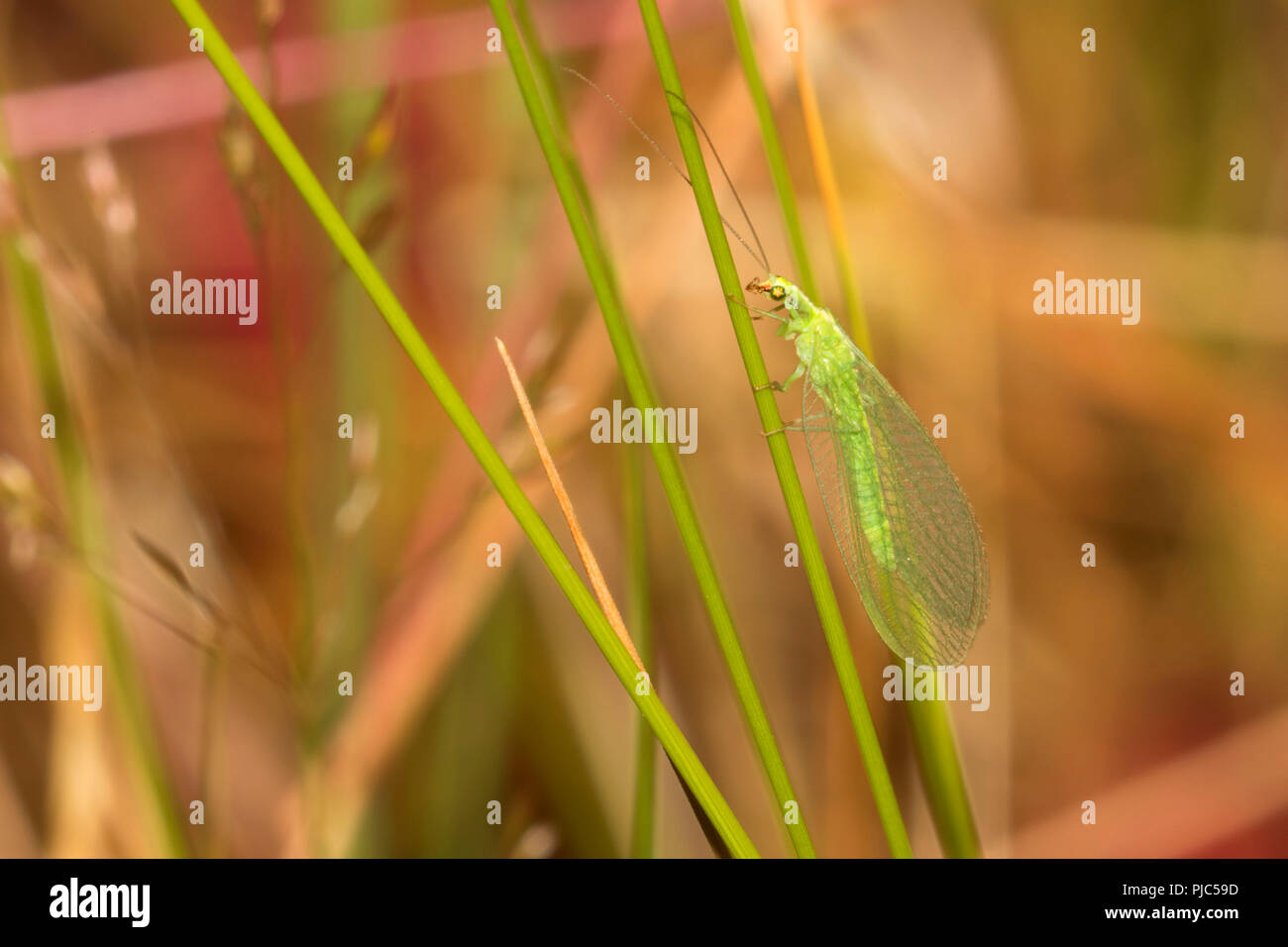 Lacewing, Keizer Rapids Park, Keizer, Oregon Foto Stock
