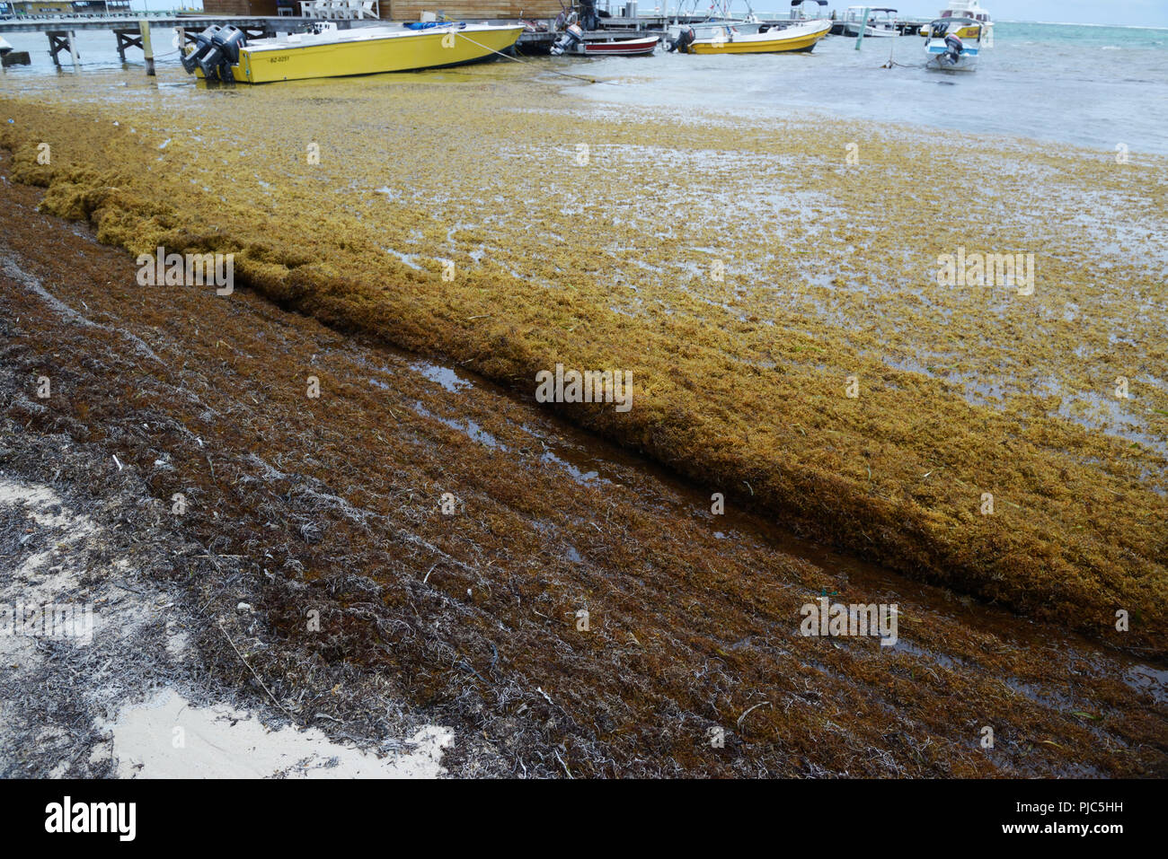 Sargassum le alghe che si accumulano lungo la riva, San Pedro, Ambergris Caye Belize Foto Stock