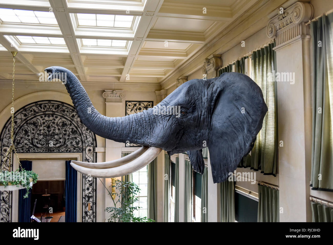 Testa di elefante tassidermia nella grande sala della Eastman House di Rochester, New York. Foto Stock