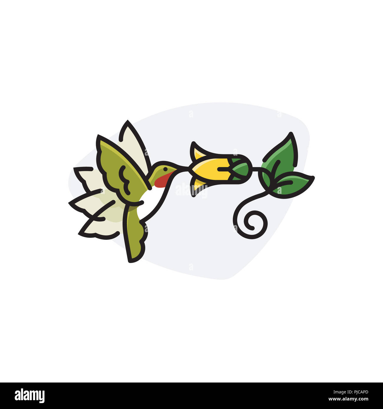 Hummingbird bere da fiore Foto Stock