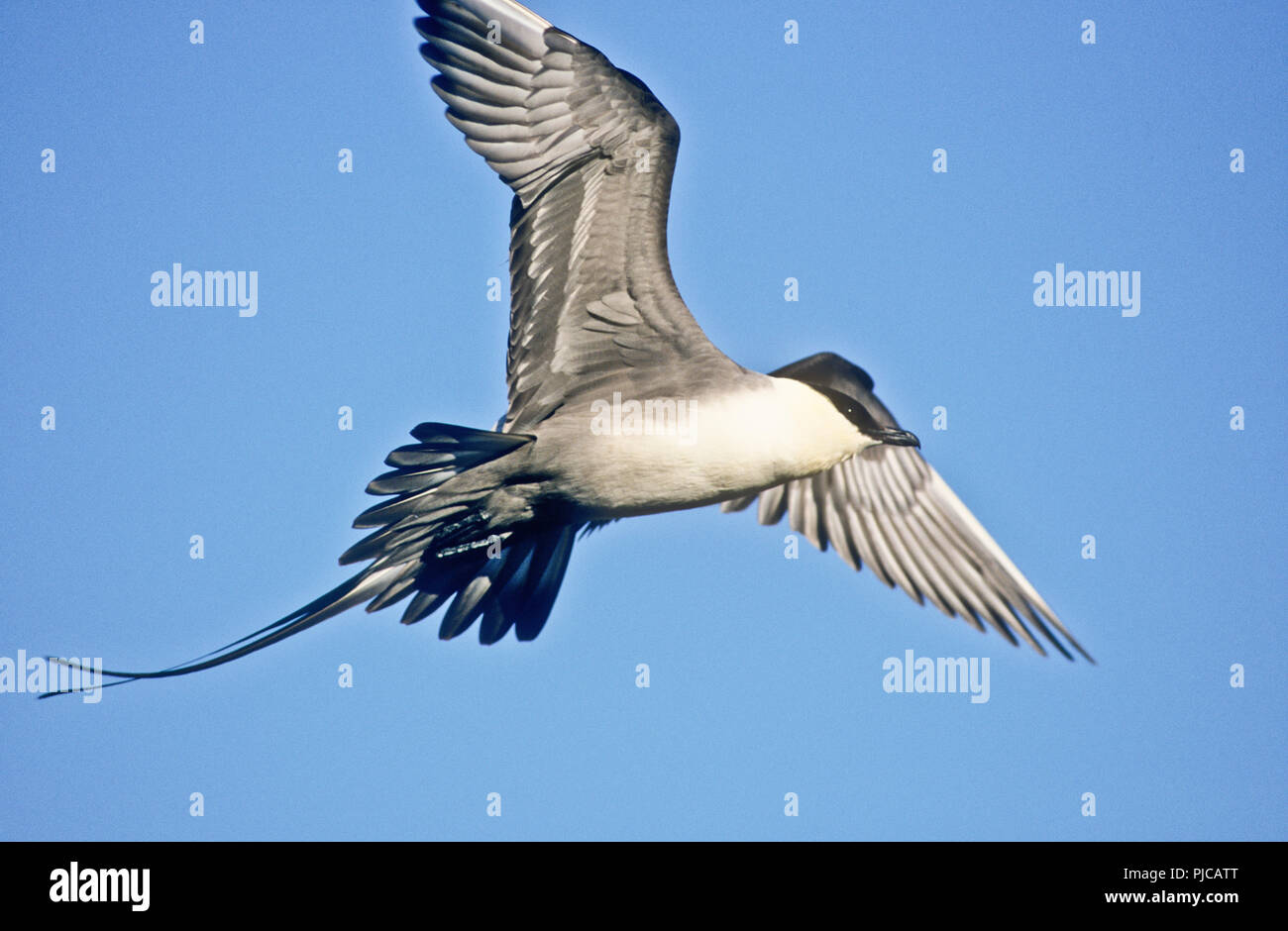 Long-tailed jaeger (Stercorarius longicaudis) in volo vicino a Nome, Alaska Foto Stock