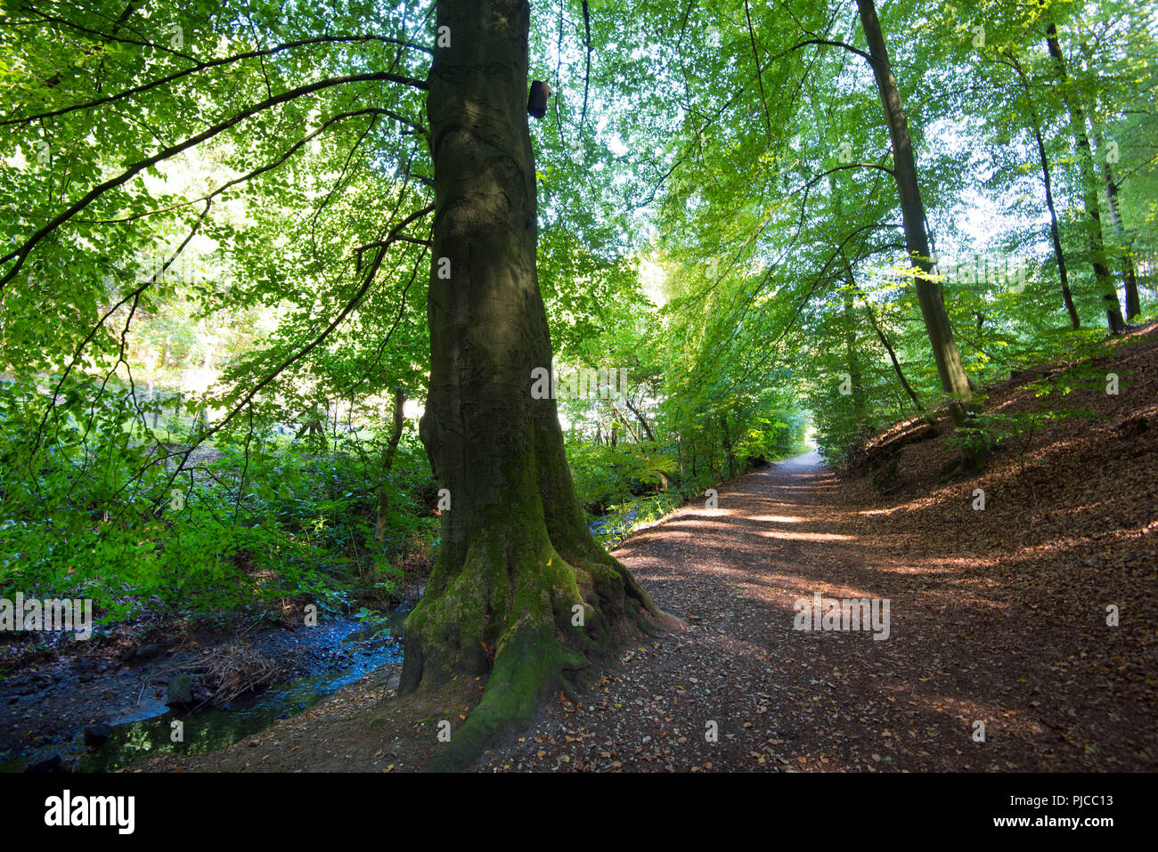 Bella Teutoburger Wald (foresta) nei pressi di Bielefeld in Westfalia Foto Stock