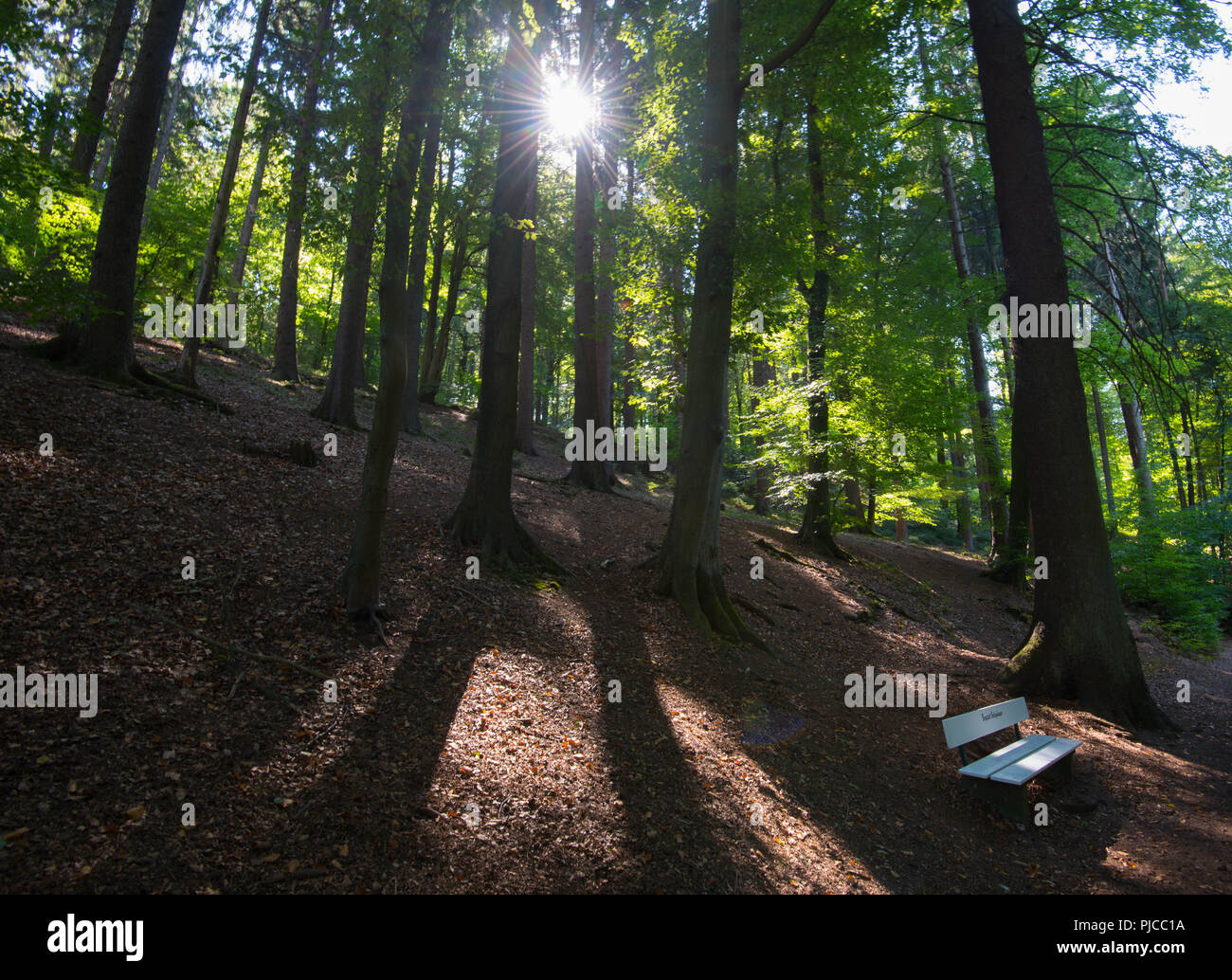 Bella Teutoburger Wald (foresta) nei pressi di Bielefeld in Westfalia Foto Stock