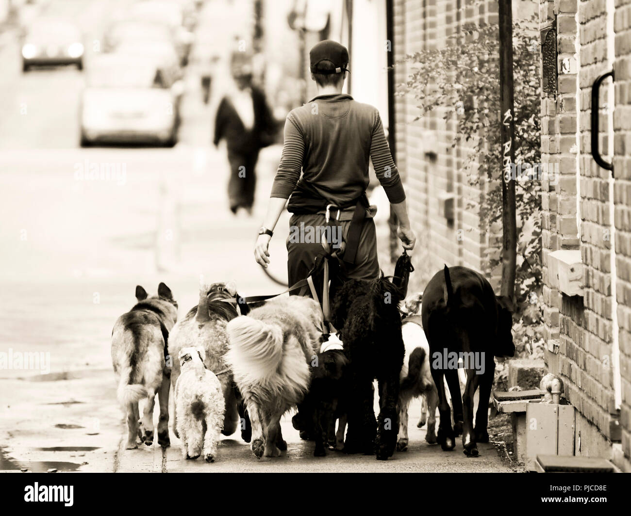 Ragazza wallking molti cani, seppia, street photography, indietro i cani di grande taglia Foto Stock