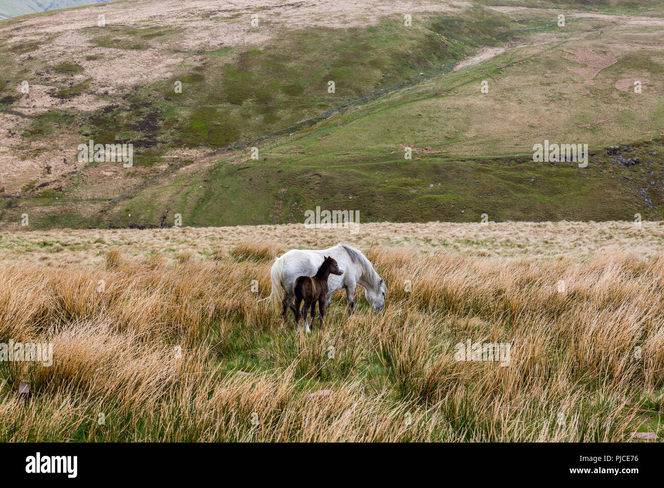 Un mare e puledro sulle pendici del Pen-y-ventola, il punto più alto sul Brecon Beacons e nel sud della Gran Bretagna, Powys, Wales, Regno Unito Foto Stock