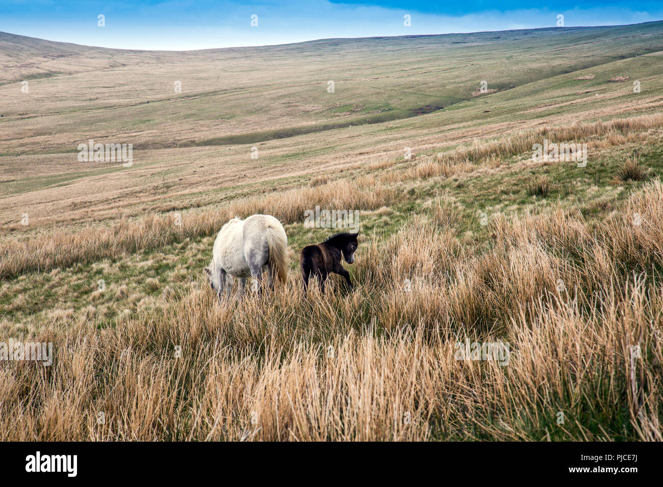 Un mare e puledro sulle pendici del Pen-y-ventola, il punto più alto sul Brecon Beacons e nel sud della Gran Bretagna, Powys, Wales, Regno Unito Foto Stock