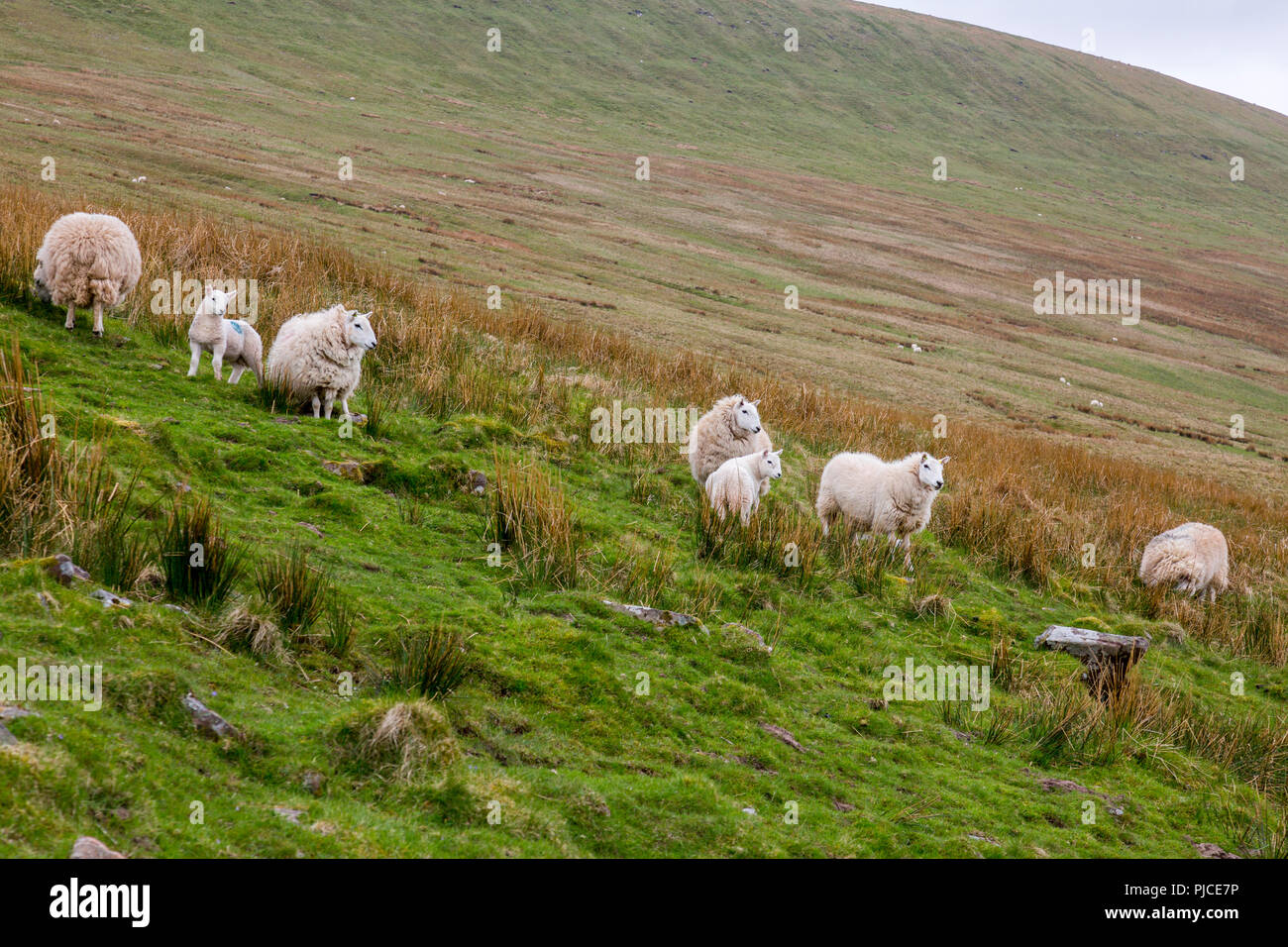 Un gregge di pecore sulle pendici del Pen-y-ventola, il punto più alto sul Brecon Beacons e nel sud della Gran Bretagna, Powys, Wales, Regno Unito Foto Stock