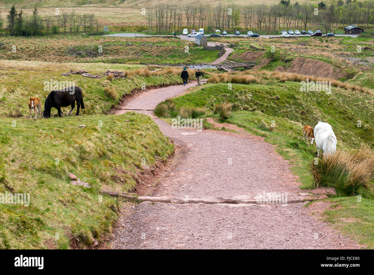 Fattrici e puledri sul sentiero di Pen-y-ventola, il punto più alto sul Brecon Beacons e nel sud della Gran Bretagna, Powys, Wales, Regno Unito Foto Stock