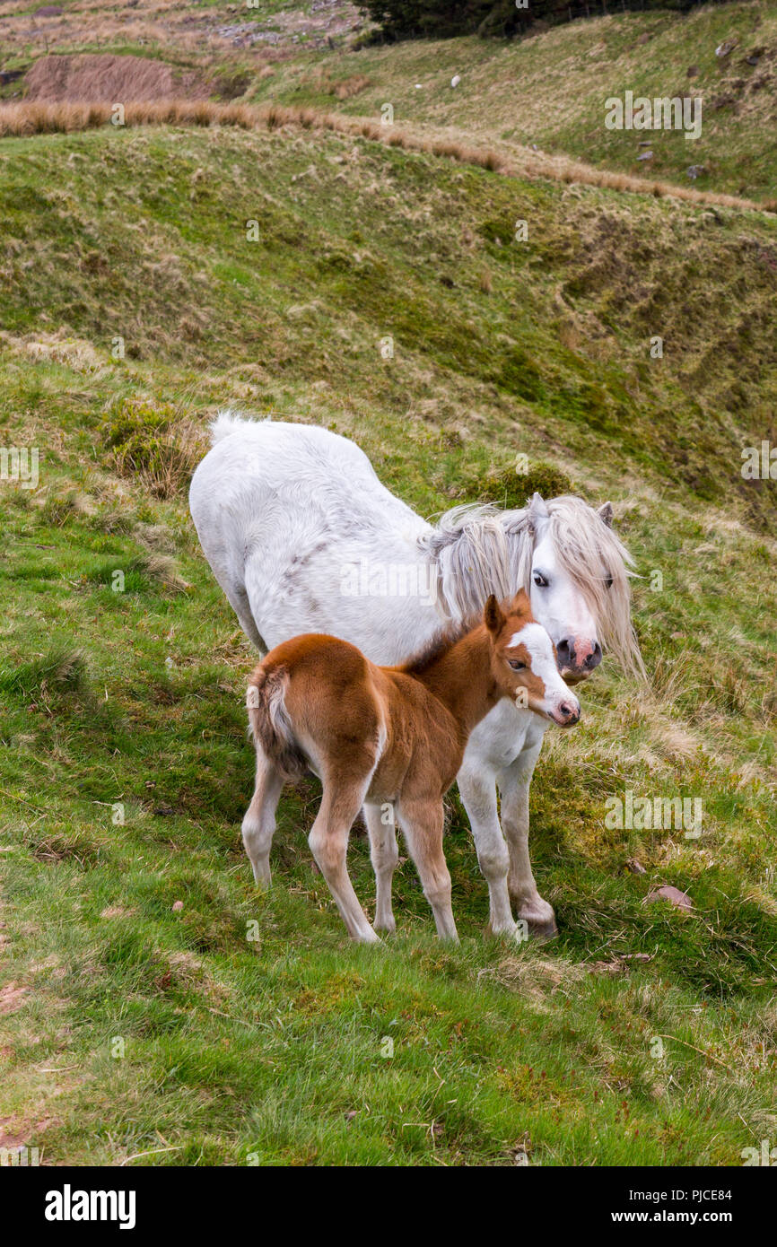 Un mare e puledro sulle pendici del Pen-y-ventola, il punto più alto sul Brecon Beacons e nel sud della Gran Bretagna, Powys, Wales, Regno Unito Foto Stock