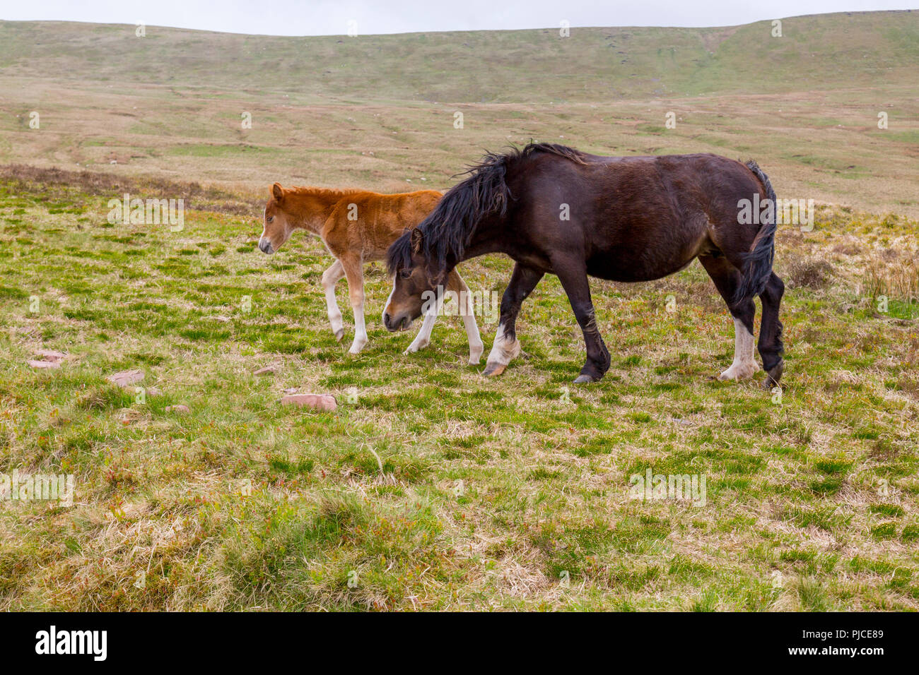 Un mare e puledro sulle pendici del Pen-y-ventola, il punto più alto sul Brecon Beacons e nel sud della Gran Bretagna, Powys, Wales, Regno Unito Foto Stock