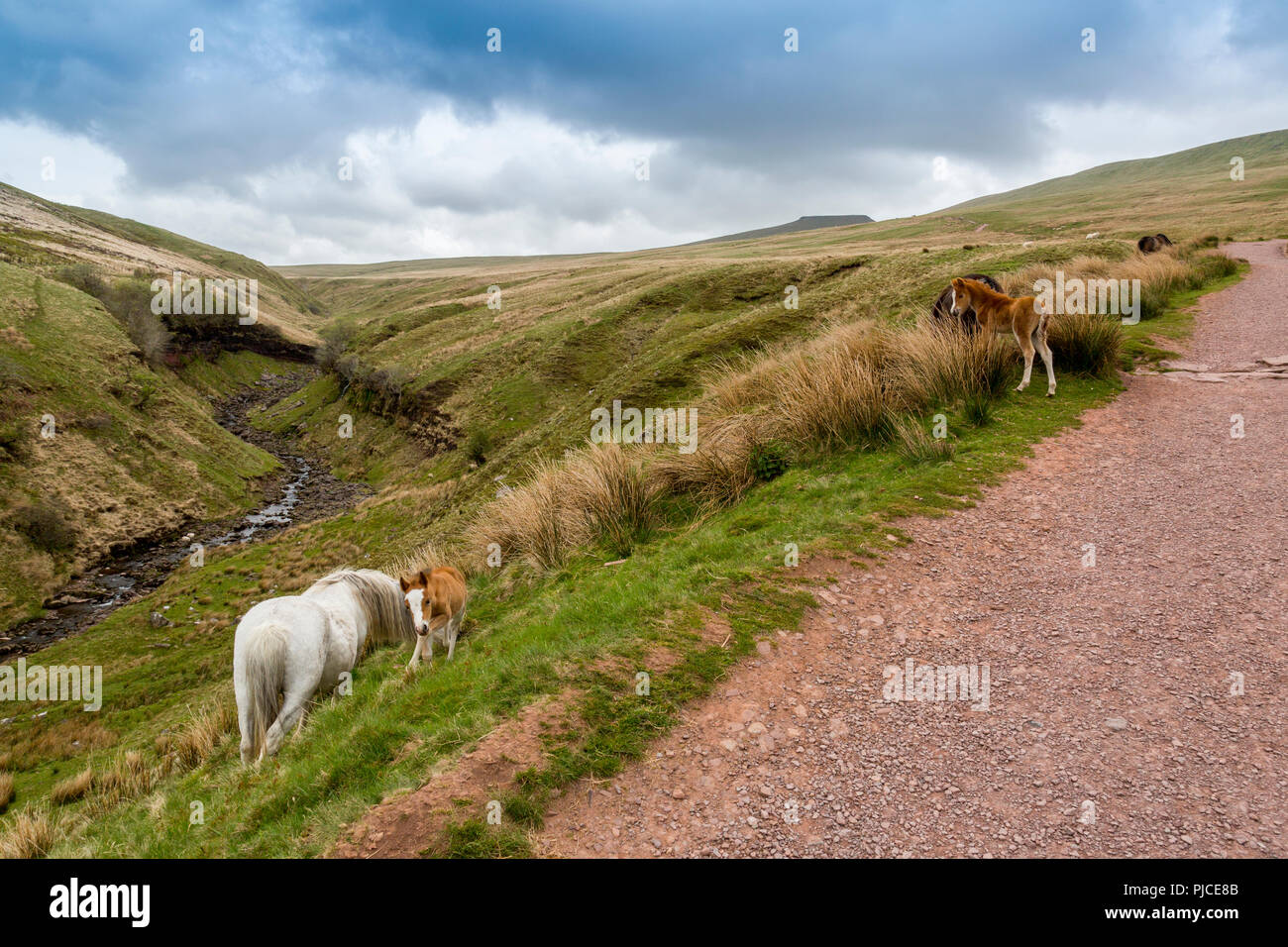 Un mare e puledro sulle pendici del Pen-y-ventola, il punto più alto sul Brecon Beacons e nel sud della Gran Bretagna, Powys, Wales, Regno Unito Foto Stock