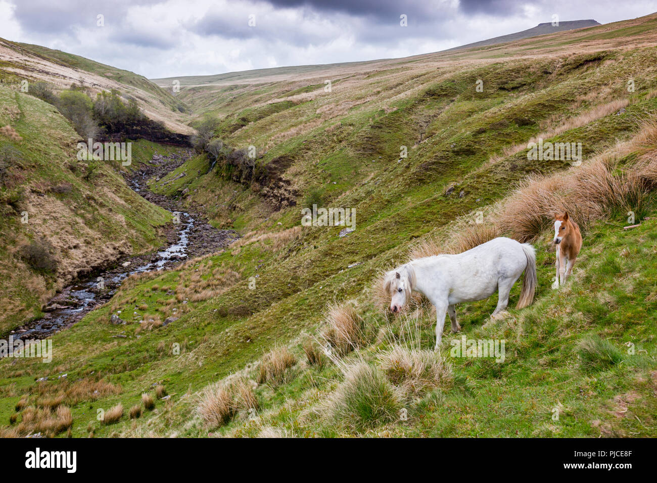 Un mare e puledro sulle pendici del Pen-y-ventola, il punto più alto sul Brecon Beacons e nel sud della Gran Bretagna, Powys, Wales, Regno Unito Foto Stock