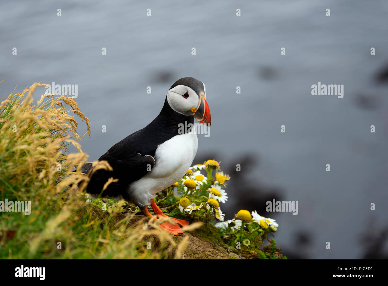 Parrot subacqueo, auks, Atlantic puffini, Latrabjarg, west fiordi, Islanda, (Fratercula arctica) , Papageitaucher, Alken, Westfjorde, Isola Foto Stock