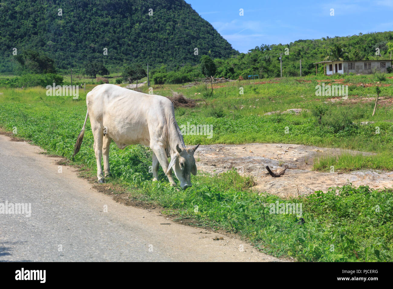 Rurale scena, mucca pascolo di una strada nella provincia di Matanzas, Cuba Foto Stock