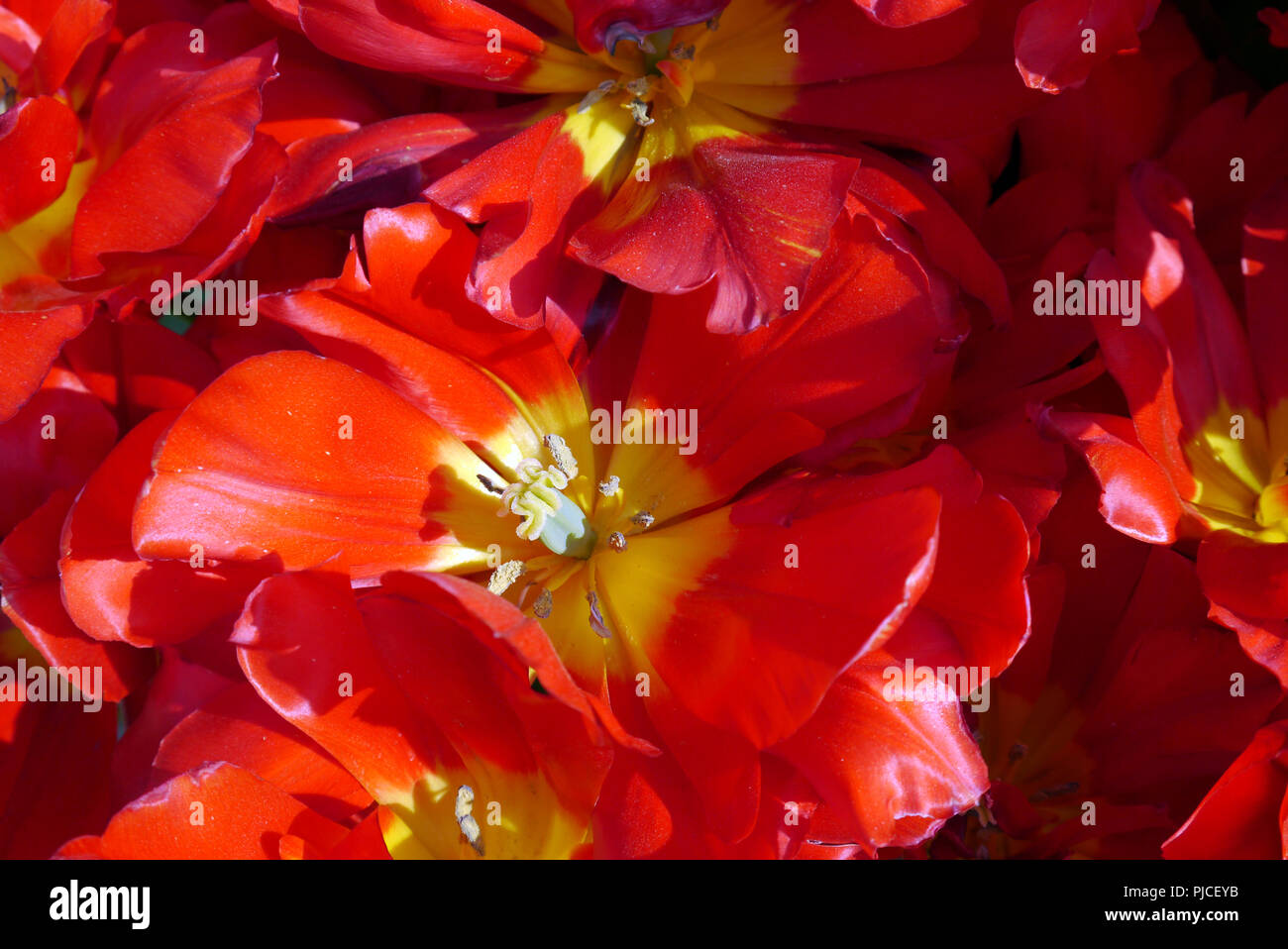 Il vivacemente colorate di rosso ''Abba' Tulipani sul display a RHS Garden Harlow Carr, Harrogate, Yorkshire. Inghilterra, Regno Unito Foto Stock
