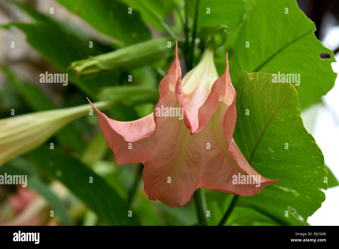 Brugmansia, Angelo tromba, rosa stramonium Foto Stock