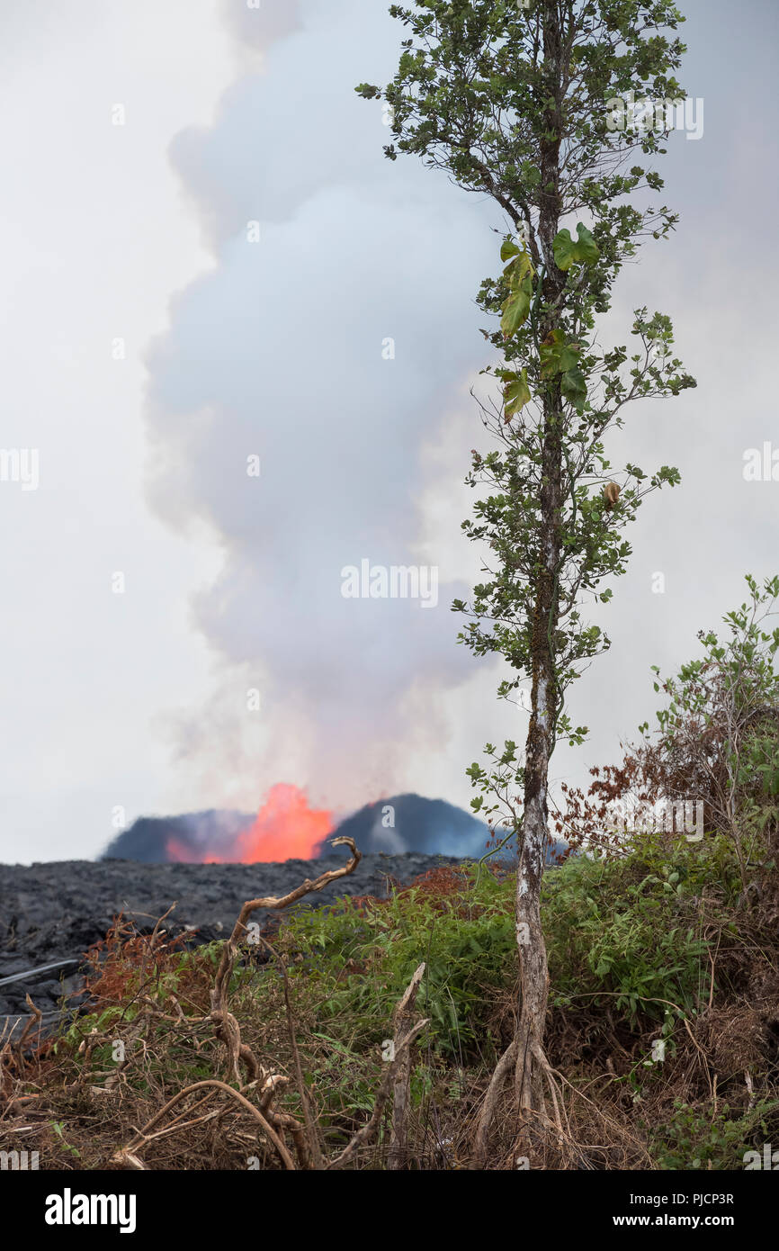 Un nativo ohia lehua tree (collegati da leggenda dell'Hawaiian Fire Dea Pele ) e alcune felci e di altri tipi di vegetazione rimanere in piedi vicino a Roa Pohoiki Foto Stock