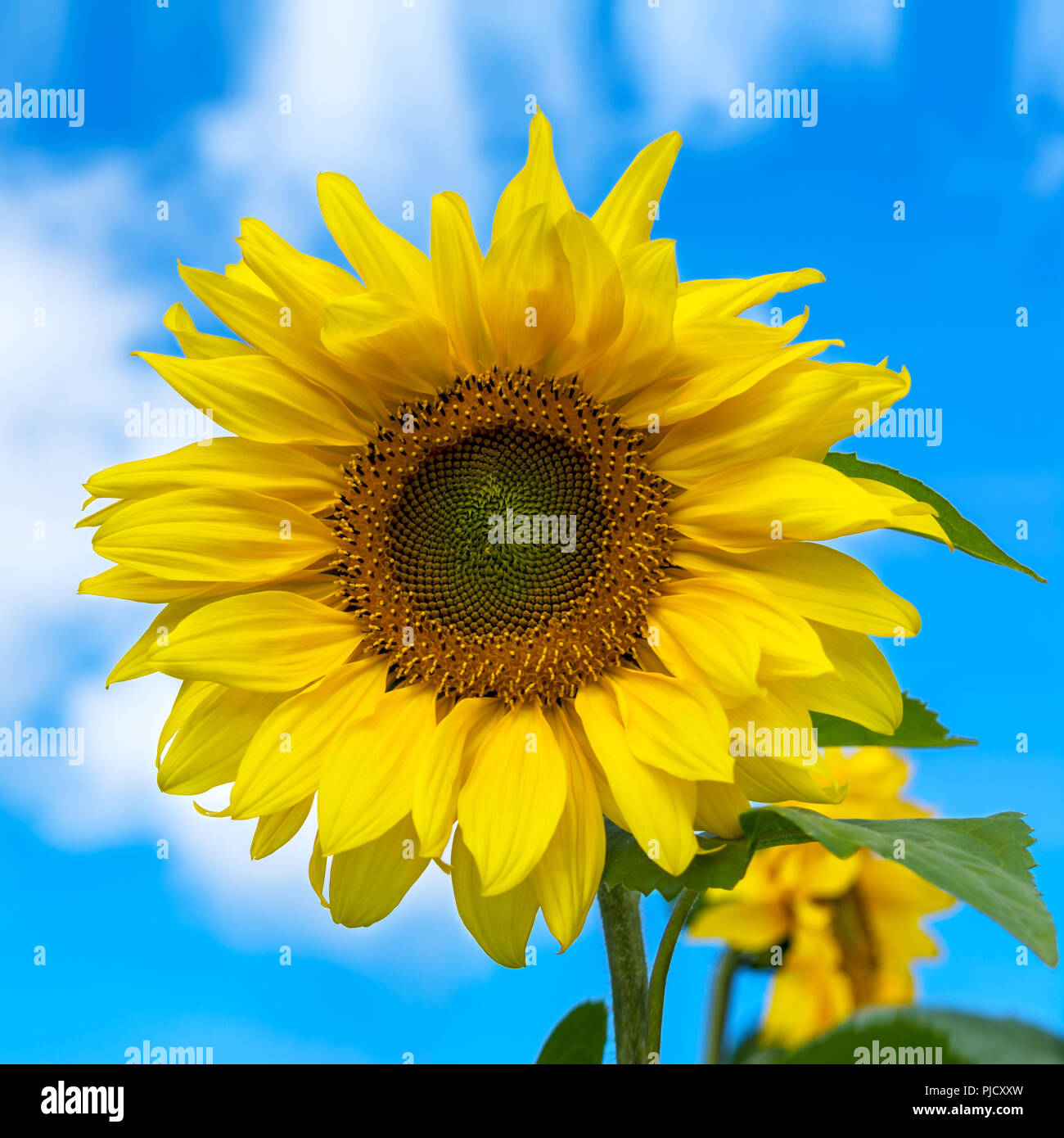 In estate il prato in fiore giallo con fiori di girasole Foto Stock