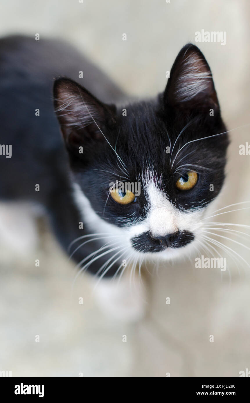 Elevato angolo di visione di un bianco e nero gattino con baffi neri cercando fino alla fotocamera Foto Stock