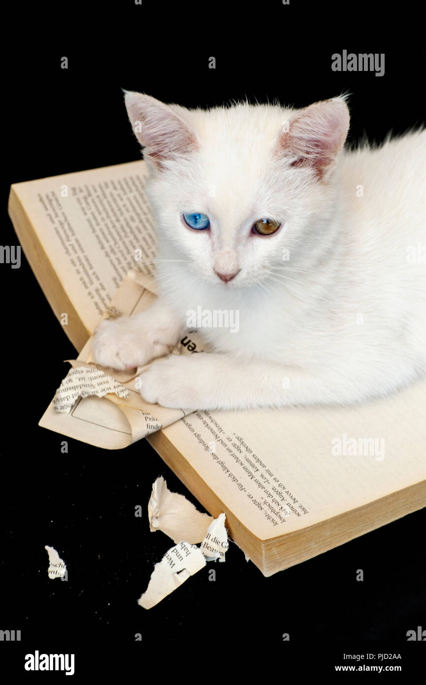 Un bel bianco odd eyed gattino il ripping di un libro contro uno sfondo nero Foto Stock