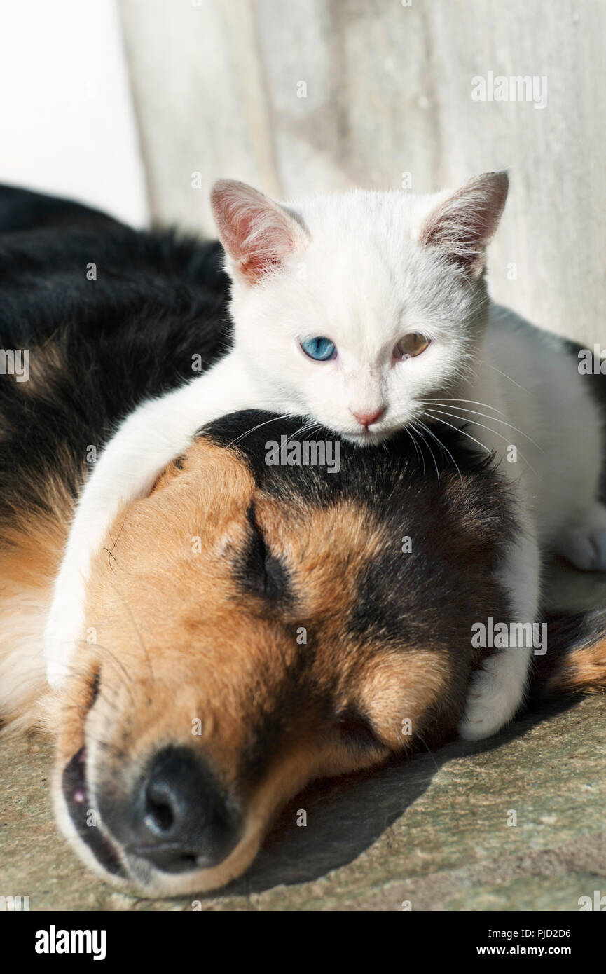 Un bel bianco odd eyed gattino sdraiato su un cane e abbracciando la sua testa Foto Stock