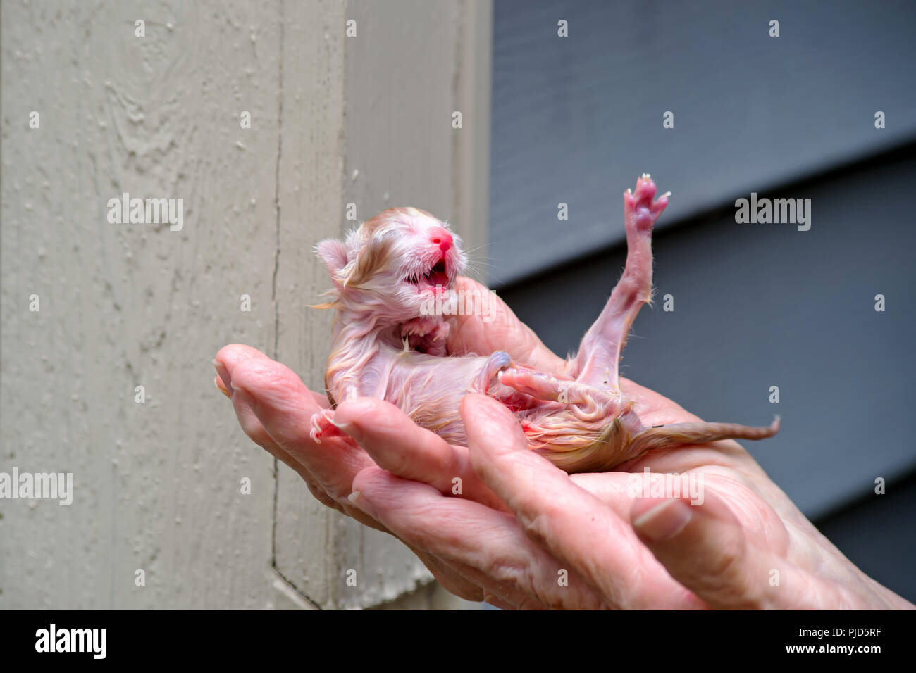 Un neonato gattino nelle mani di un 81 anno vecchia donna. La madre gatto sinistra questo bambino nel sacco incustodito. Assistito e riunificata dopo la foto. Foto Stock
