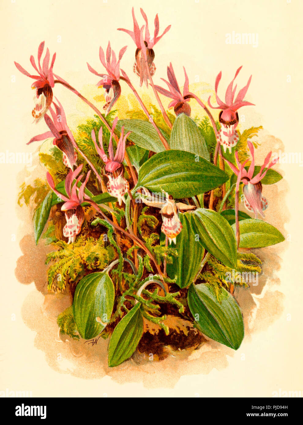 Orchidea Calypso - Calypso bulbosa (L) Oakes, Sitka, Alaska, circa 1900 Foto Stock