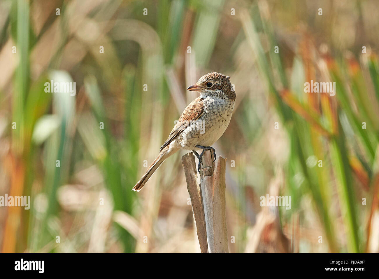 I capretti Red-backed shrike nel suo habitat naturale in Danimarca Foto Stock